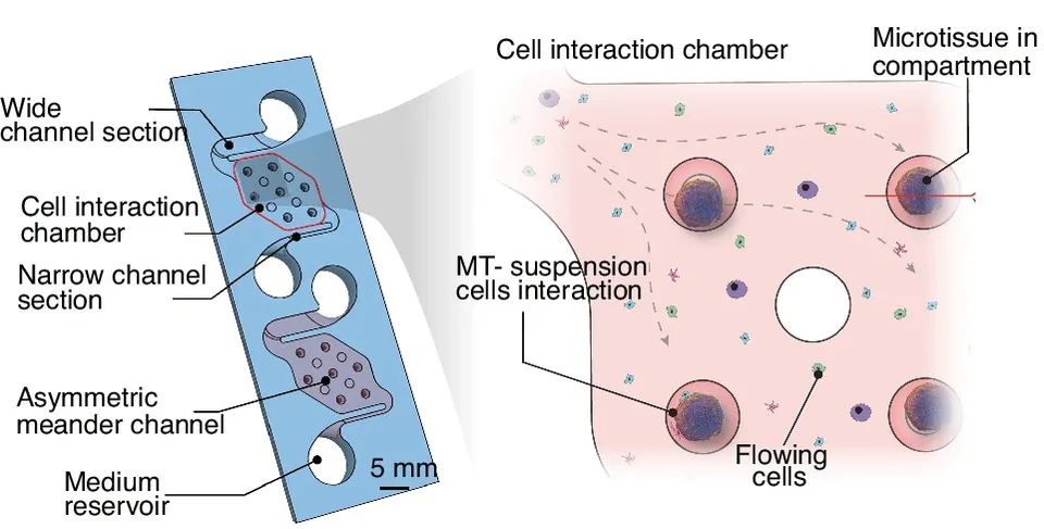 Graphical abstract: Immune-competent organ-on-chip platform